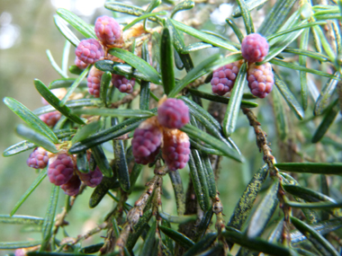 Fleurs. Agrandir dans une nouvelle fenêtre (ou onglet)